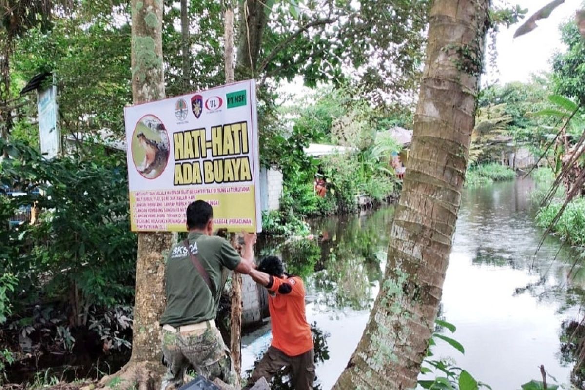 BKSDA tingkatkan sosialisasi bahaya serangan buaya di Kotim