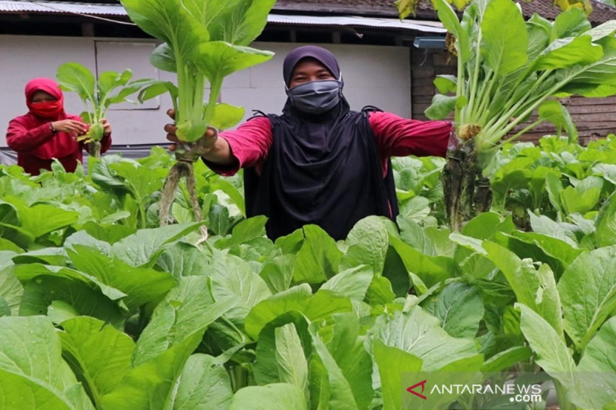 Indocement tingkatkan ekonomi masyarakat lewat pertanian hidroponik