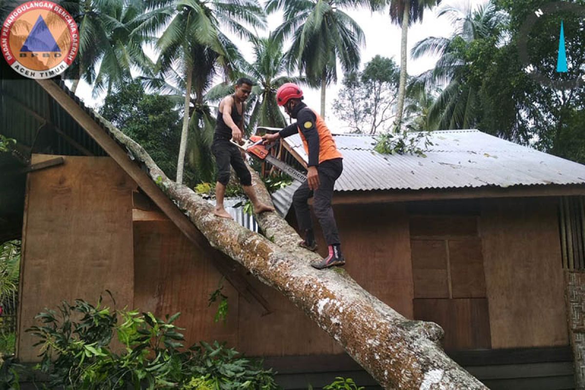 Pohon tumbang akibat angin kencang timpa rumah warga di Aceh Timur