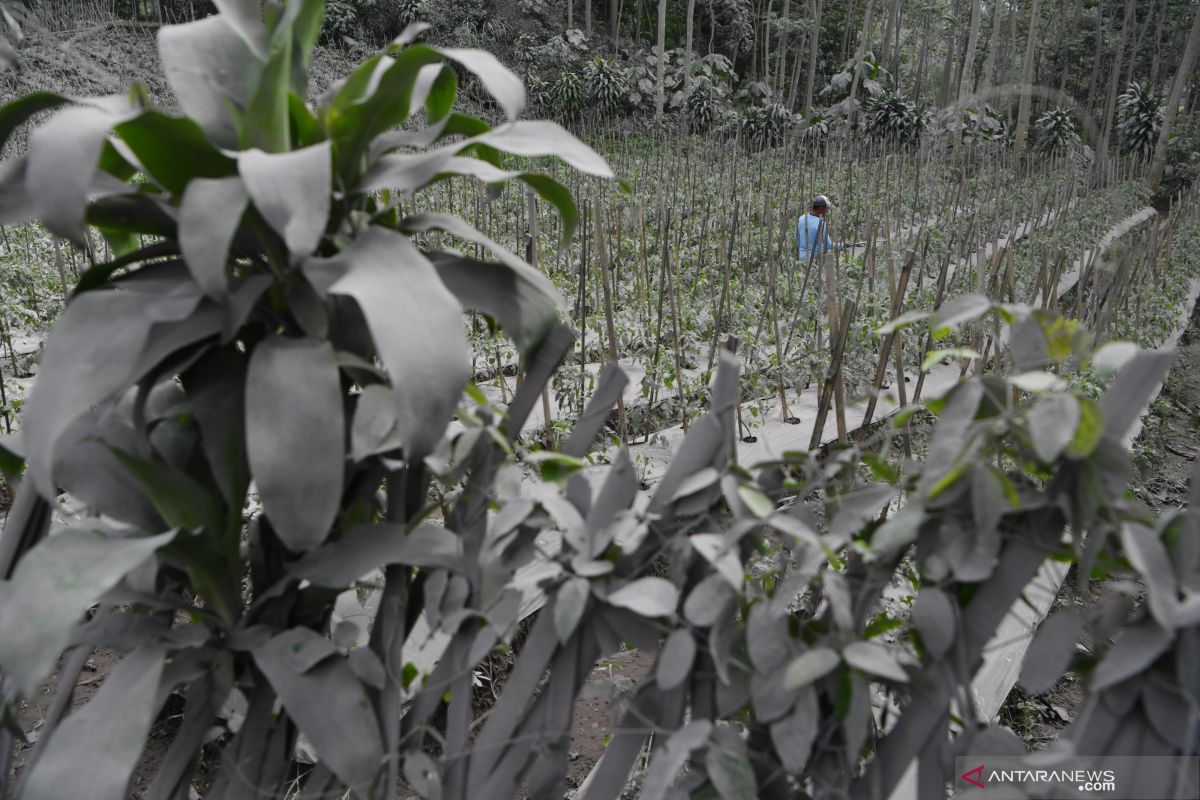 Erupsi Gunung Semeru akibatkan hujan abu vulkanik