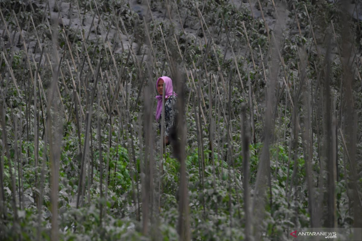 Akademisi sebut debu vulkanik bisa sebabkan infeksi pernafasan