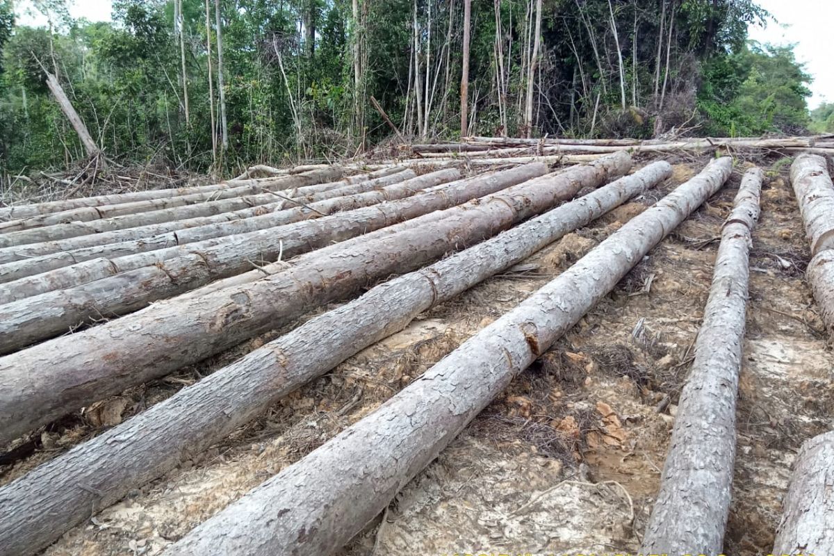 JPIK apresiasi Polri ungkap sindikat pembalakan kayu Kalimantan