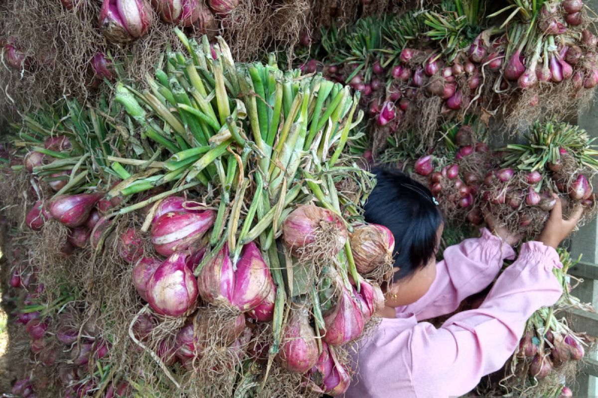 Harga bawang merah tingkat petani di sentra produksi Alahan Panjang Rp20.000 per kilogram