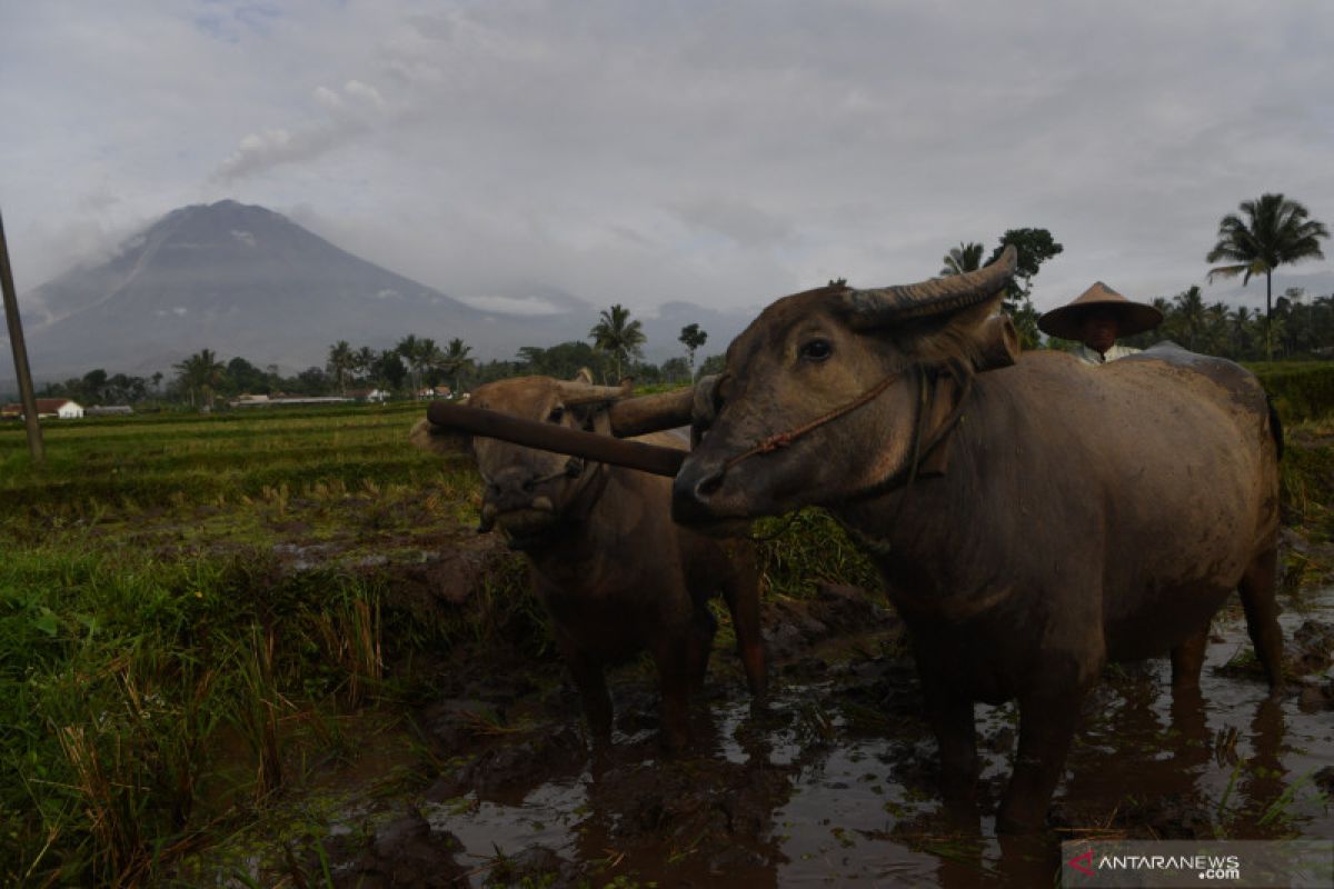 Kesiapsiagaan masyarakat dan Pemkab Lumajang hadapi erupsi Gunung Semeru