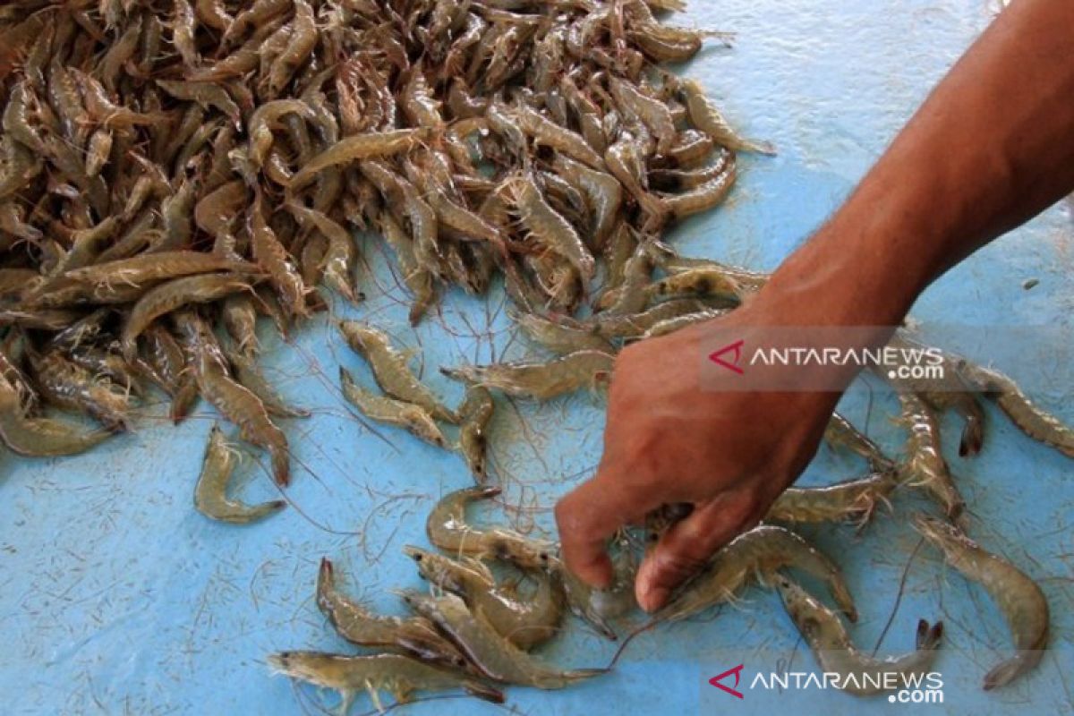 Vaname shrimp exports from Southeast Sulawesi to Japan increase