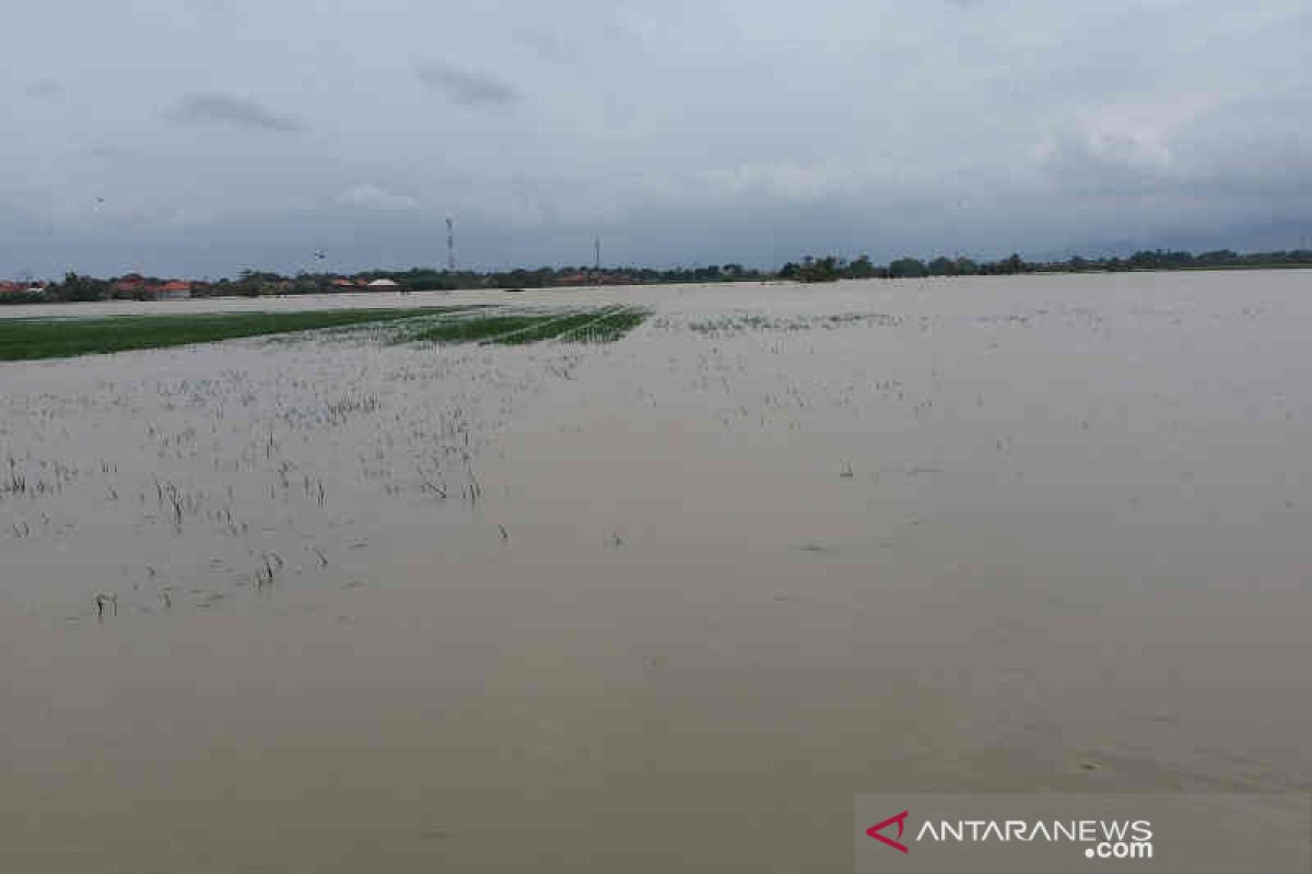 833 hektare sawah di Cirebon terendam banjir