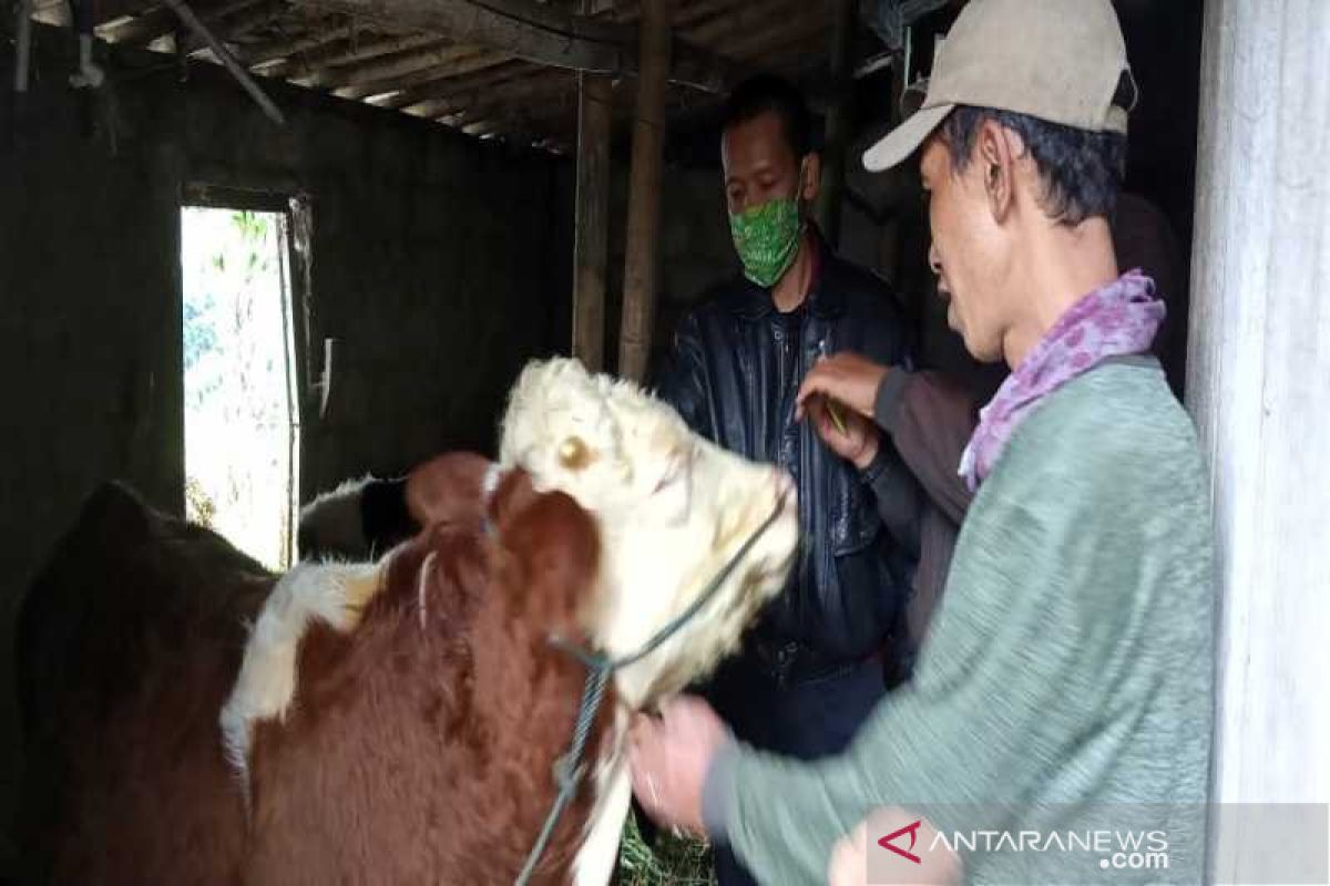 Antisipasi erupsi Merapi, ternak di Boyolali diberi "necktag"