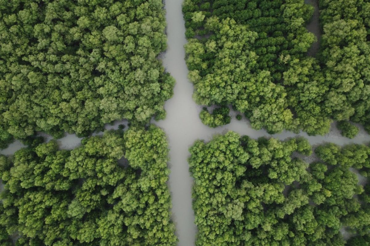 Ekosistem mangrove yang baik dapat minimalkan dampak bencana