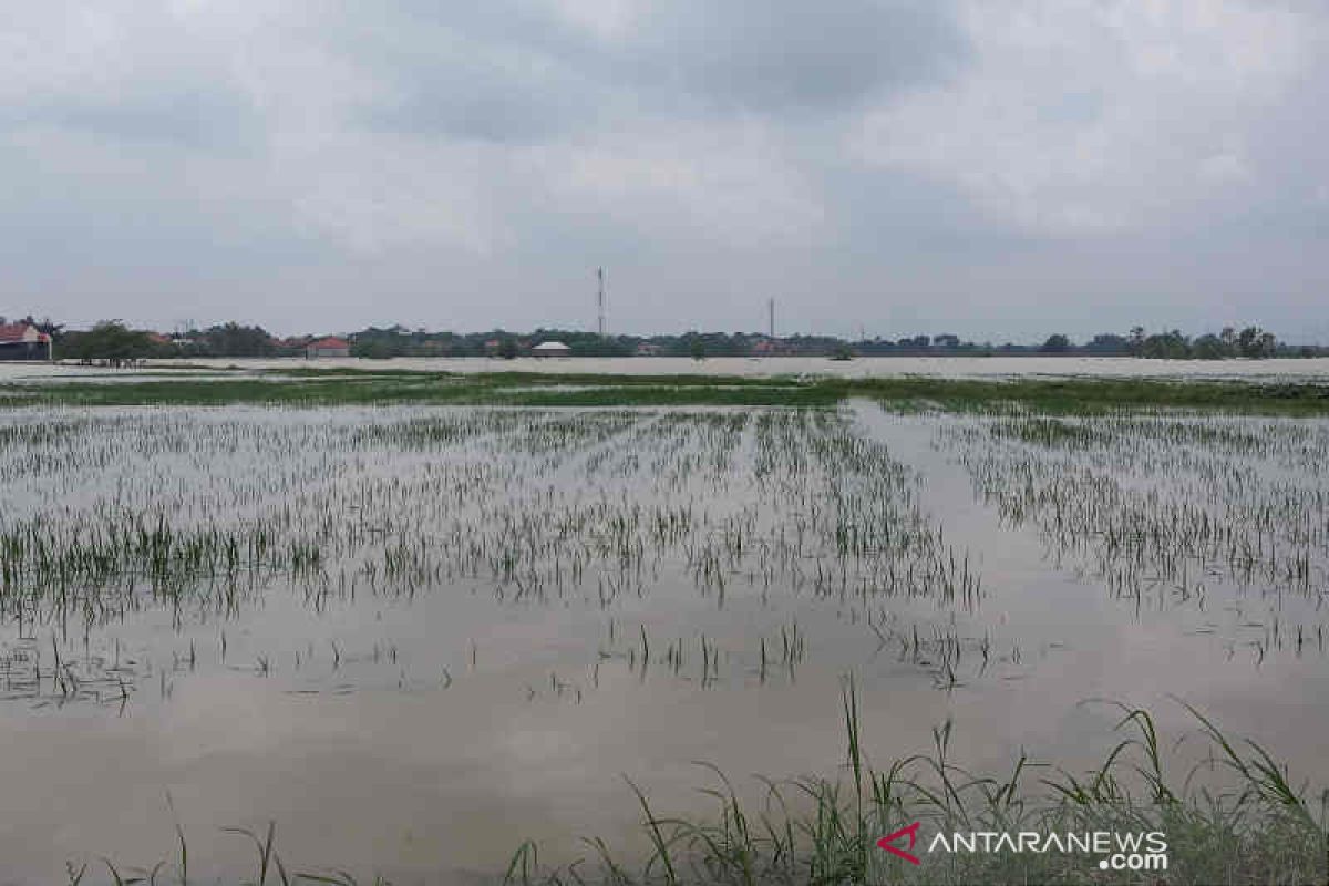5.287 hektare sawah terendam banjir di Cirebon dan terancam puso