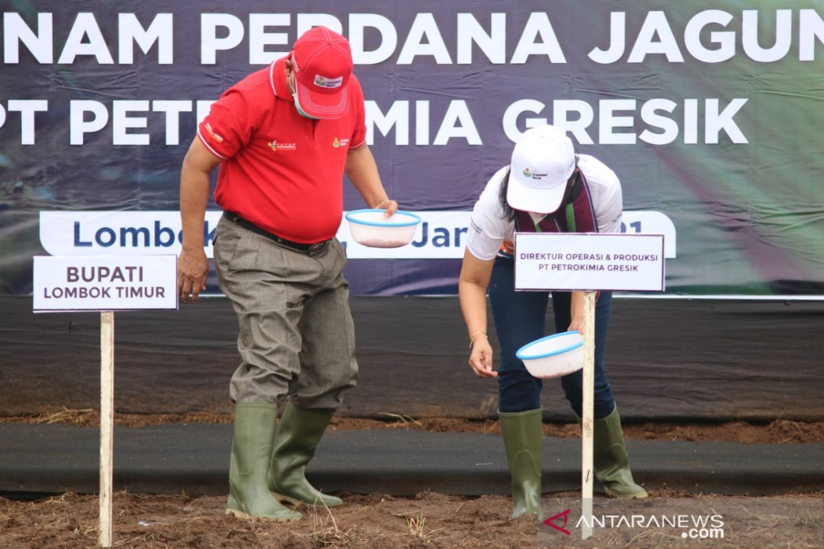 Tanam jagung di NTB, Petrokimia Gresik canangkan Program Agro Solution