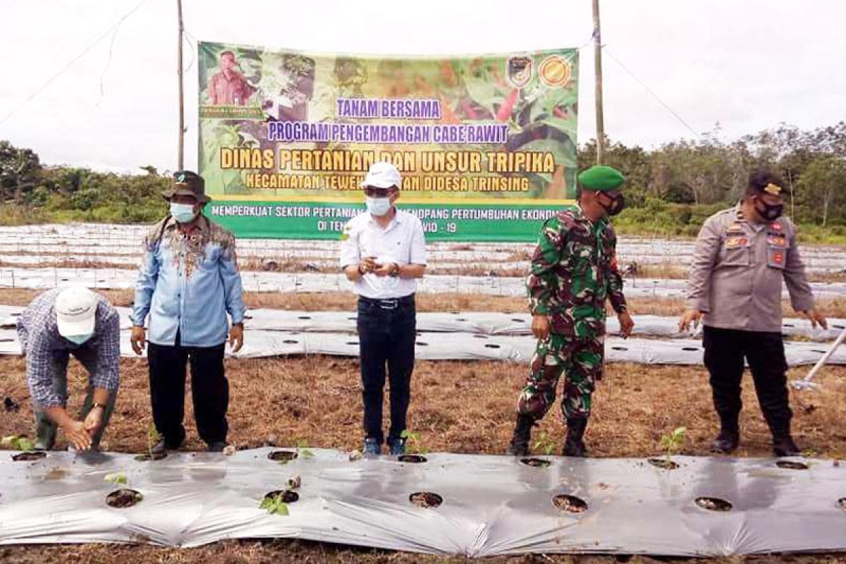 Petani di Trinsing  tanam cabe dengan sistem mulsa plastik