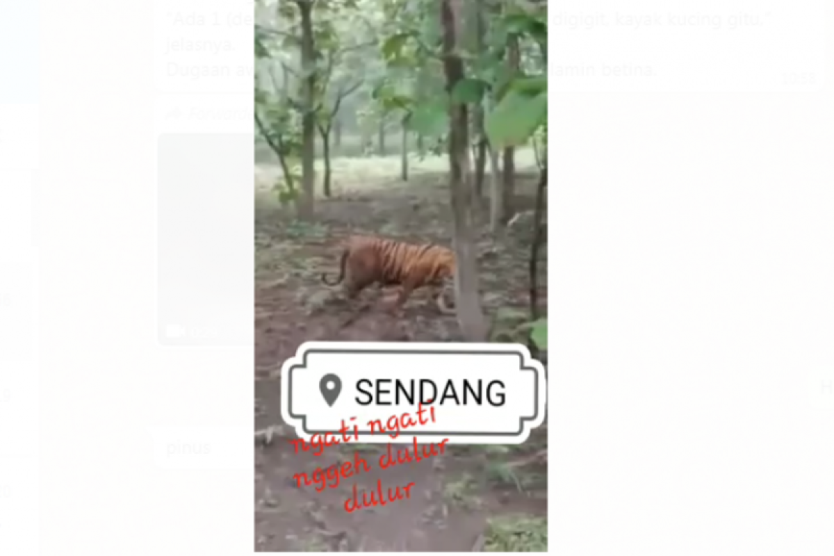 Harimau loreng di tengah hutan jati, ini faktanya!