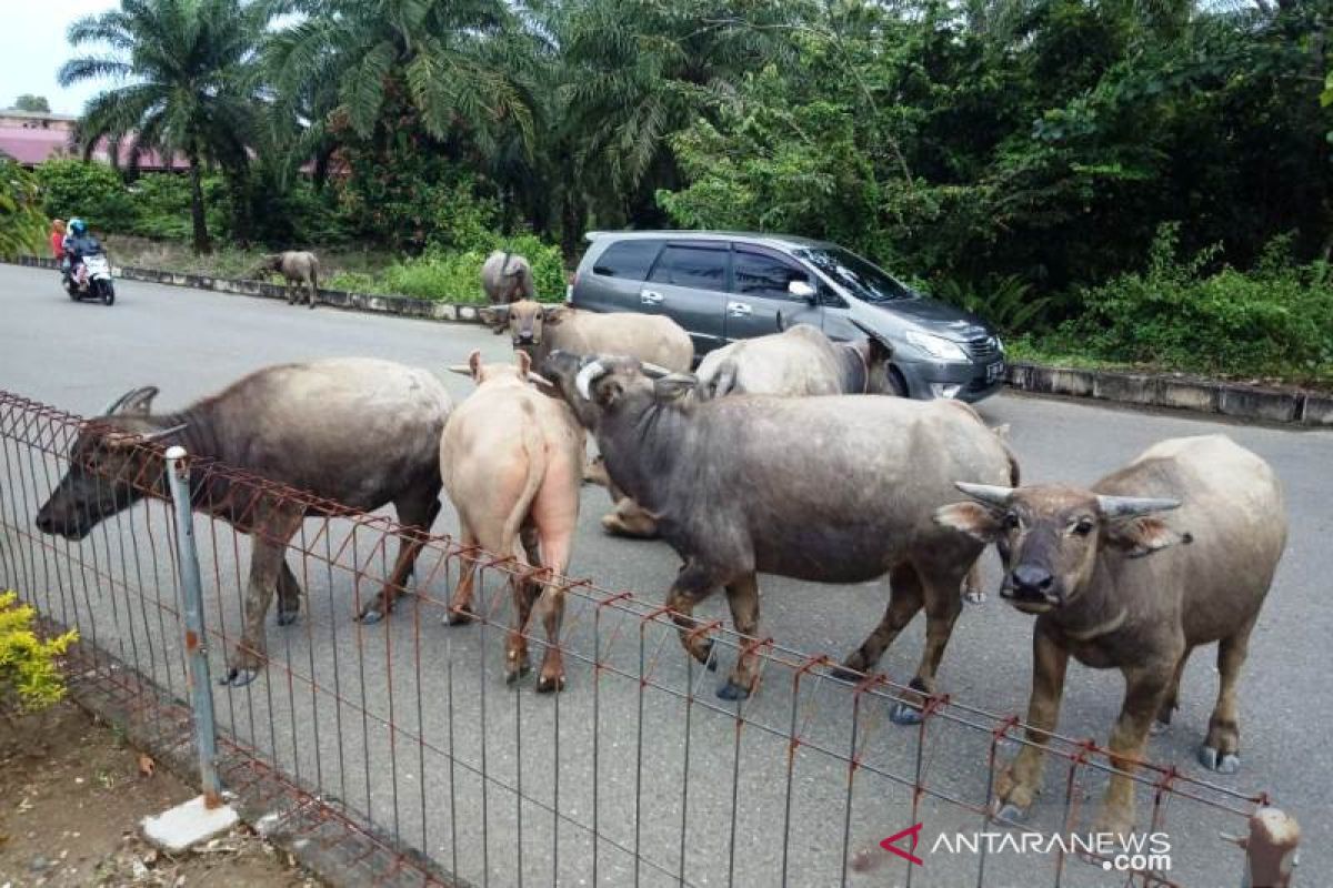 Ruas jalan utama Kompleks Perkantoran Nagan Raya sering sebabkan kecelakaan, ini penyebabnya