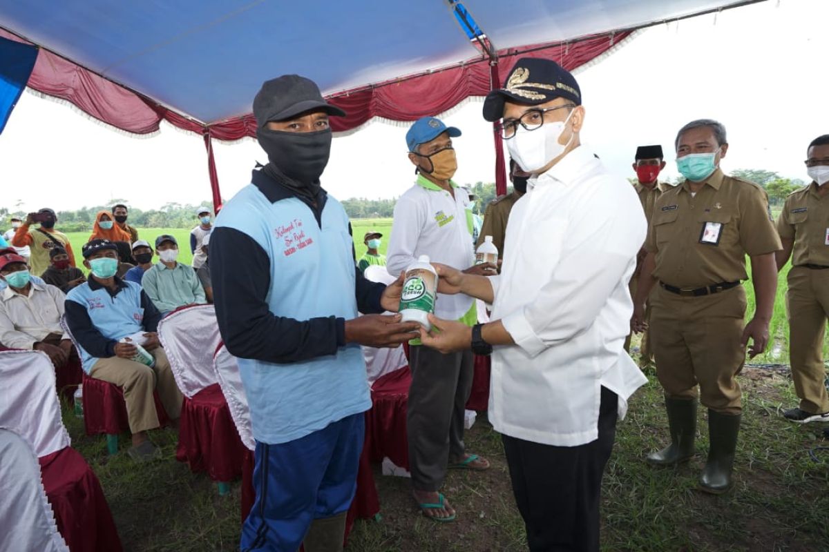 Petani Banyuwangi dapat jatah pupuk organik cair gratis