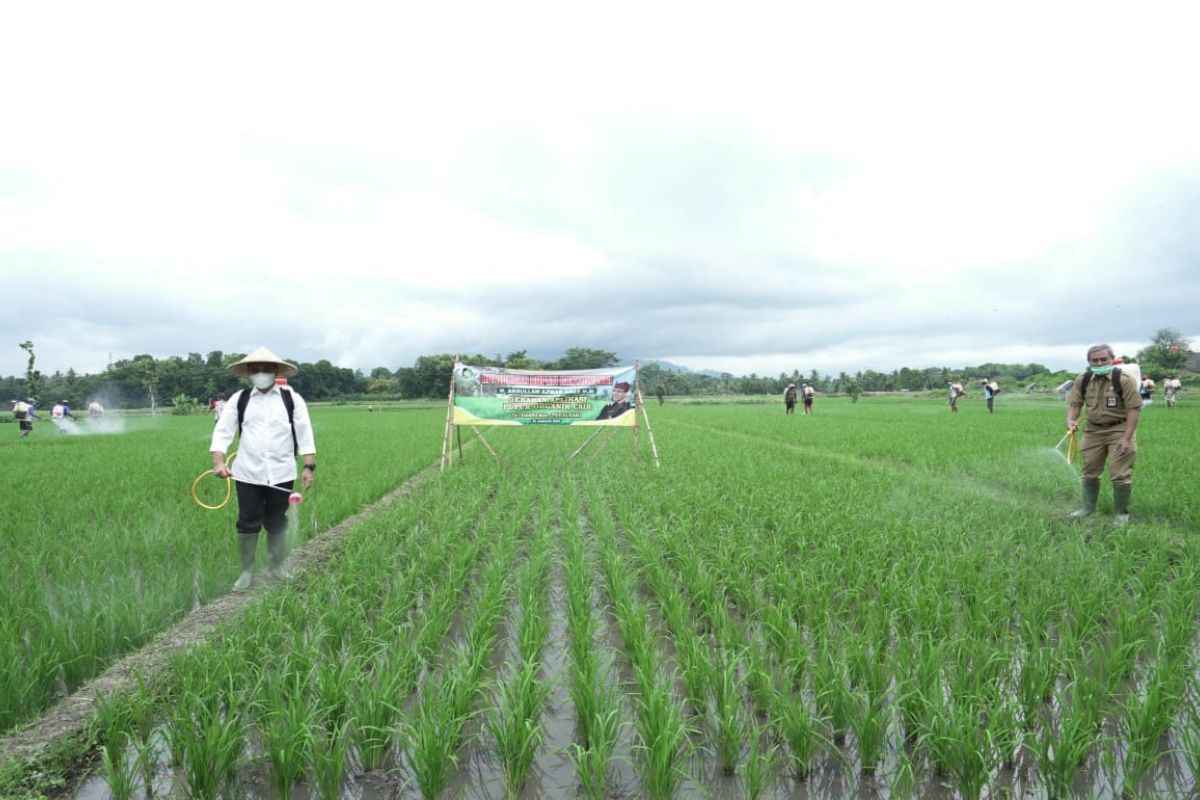 Banyuwangi dapat jatah 59.000 ton pupuk urea bersubsidi