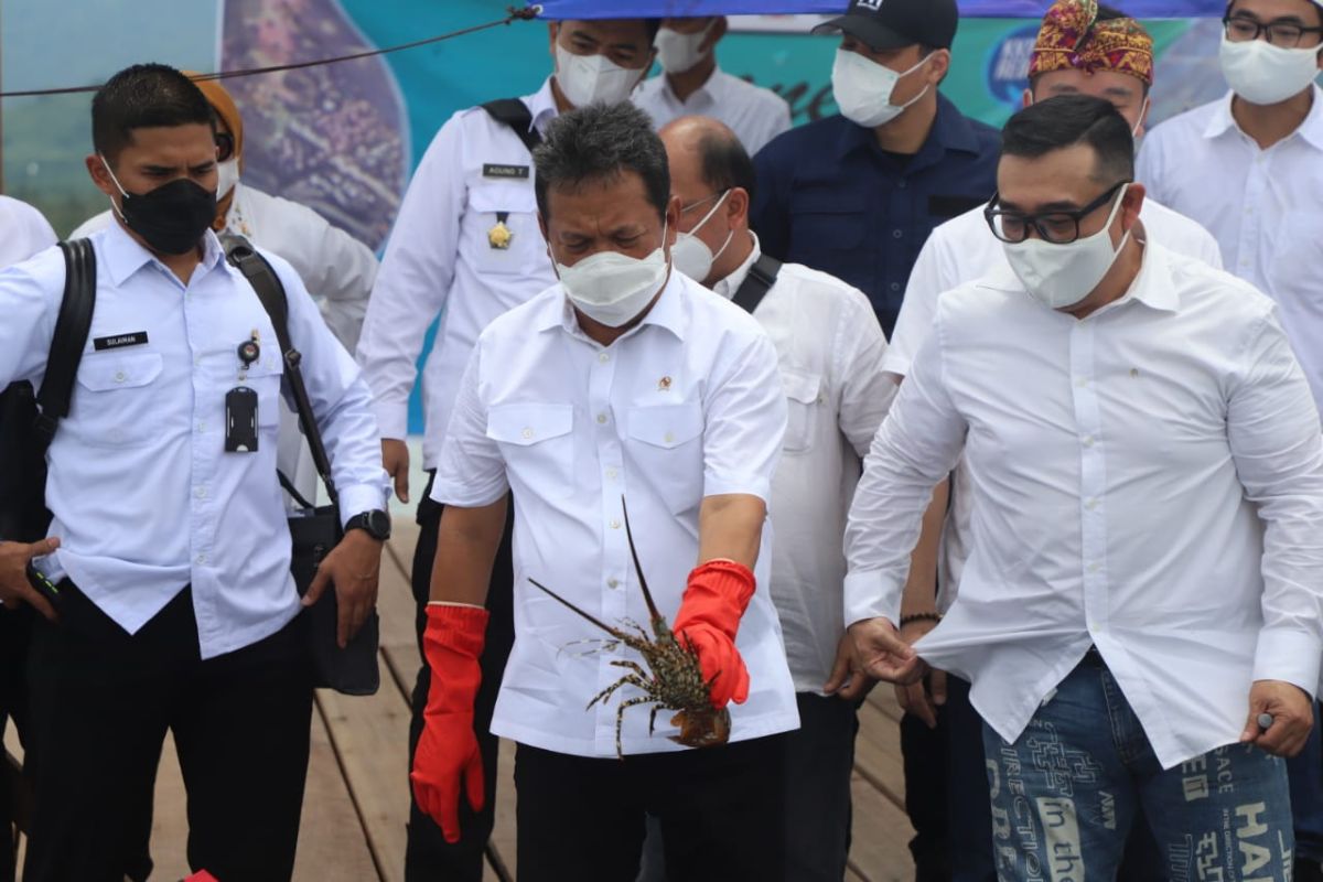 Menteri Kelautan genjot budidaya lobster domestik, BKIPM Jambi terbanyak gagalkan penyelundupan