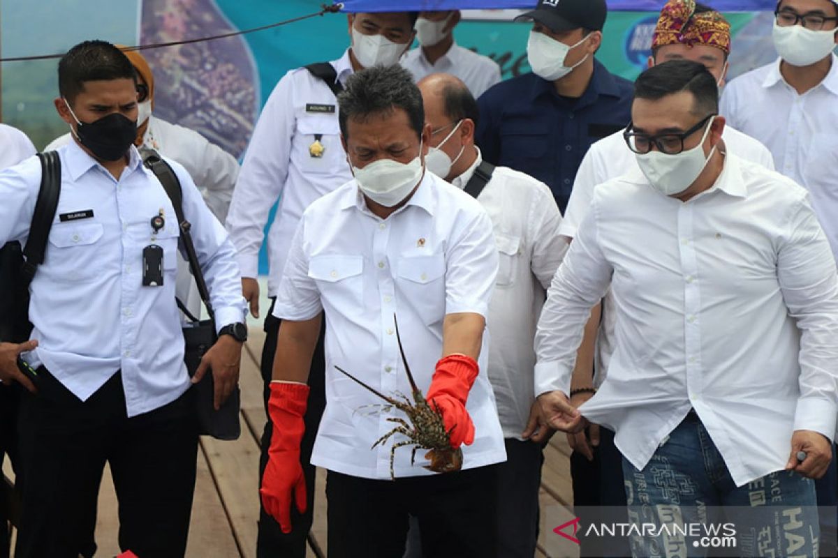 Menteri Kelautan akan "allout" kembangkan budi daya lobster domestik