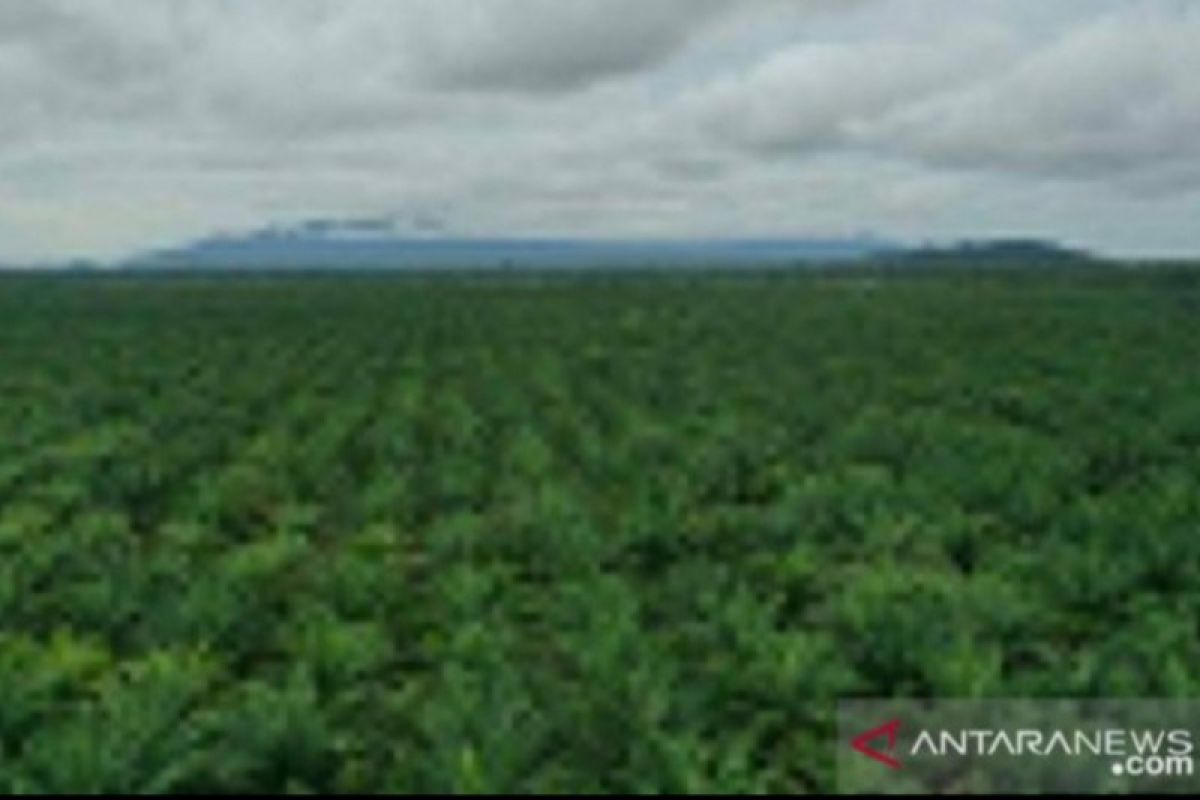 Kubu Raya gandeng perusahan untuk bangun pertanian masyarakat
