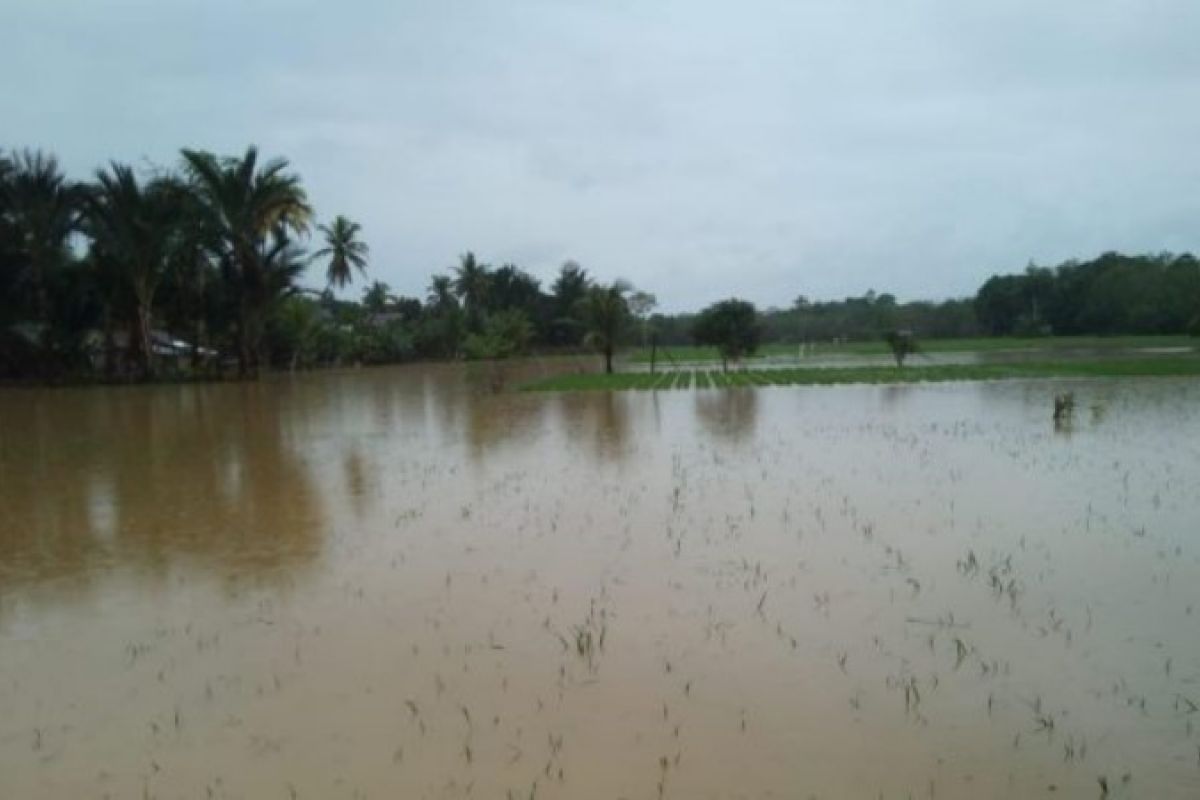 Lahan pertanian di tiga kecamatan terdampak banjir