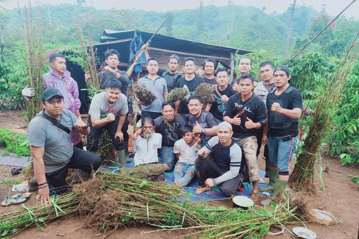 Polres Bungo ungkap ladang ganja seluas dua hektare