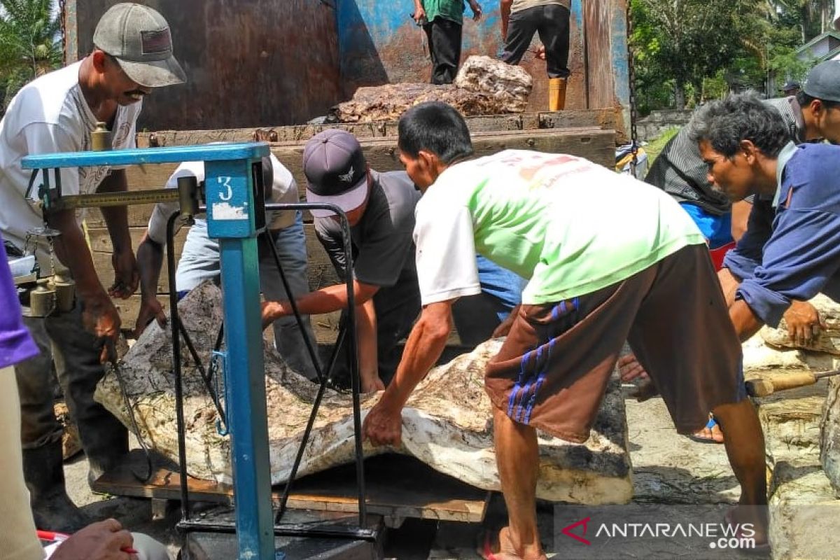 Penjualan karet  2020 di pasar lelang Batanghari meningkat