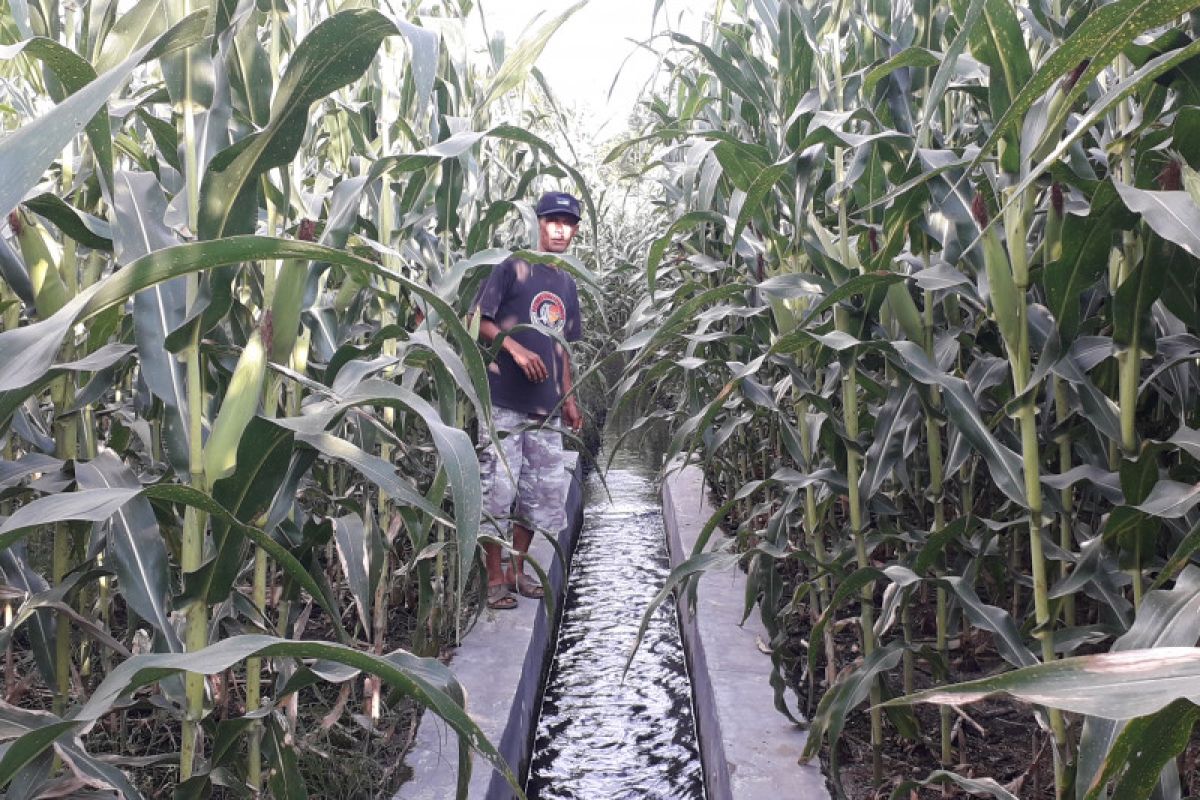 Akibat peremajaan sawit, produksi jagung di Pasaman Barat turun