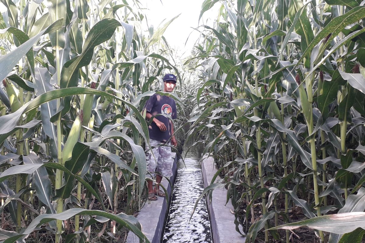 Turun, produksi jagung di Pasaman Barat