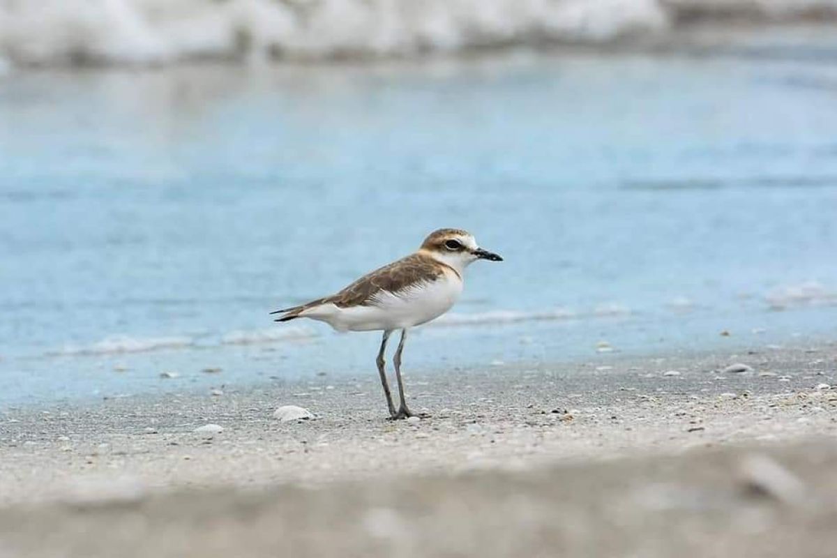 Awal tahun, Pantai Mutiara Baru jadi tempat transit burung Asia dan Eropa