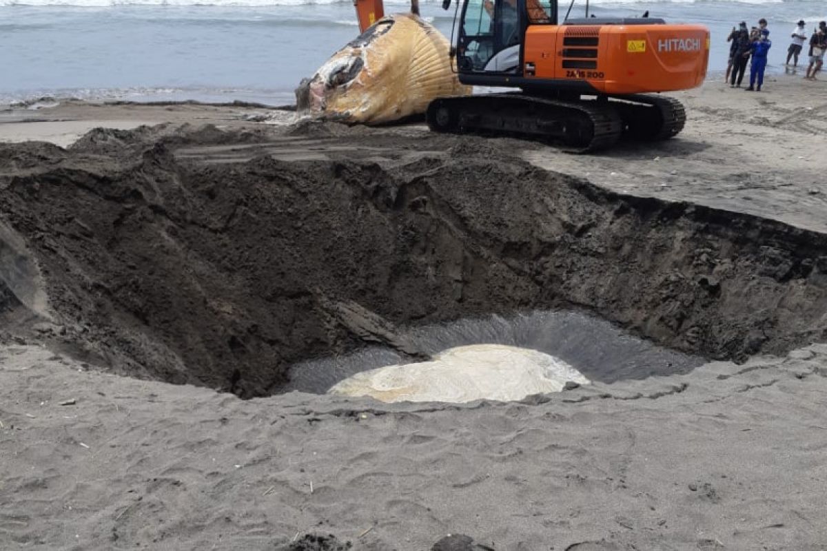 Bangkai paus Bryde sepanjang 13,8 meter ditemukan di pantai Batu Belig