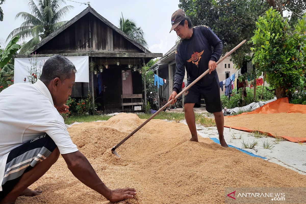 Gabah padi milik petani banyak terendam akibat banjir