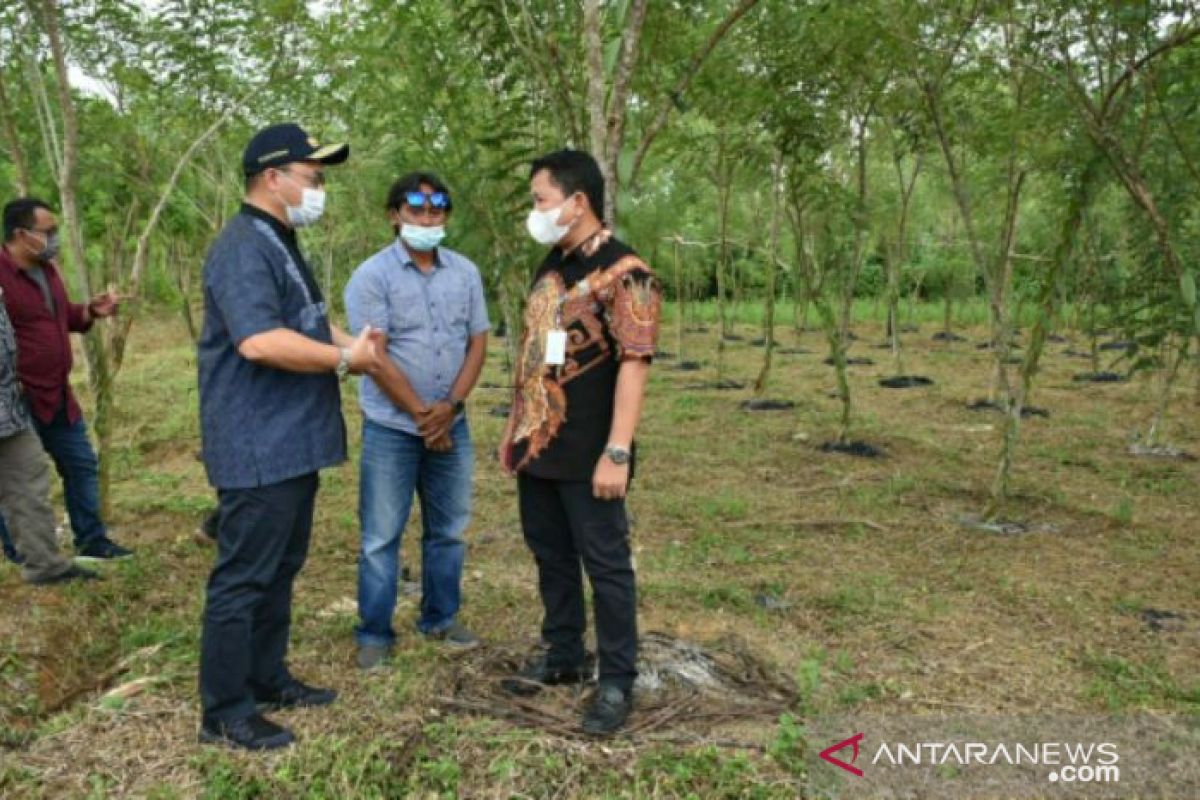 Gubernur Erzaldi: Balai benih pertanian Air Pelempang siap ditanami porang