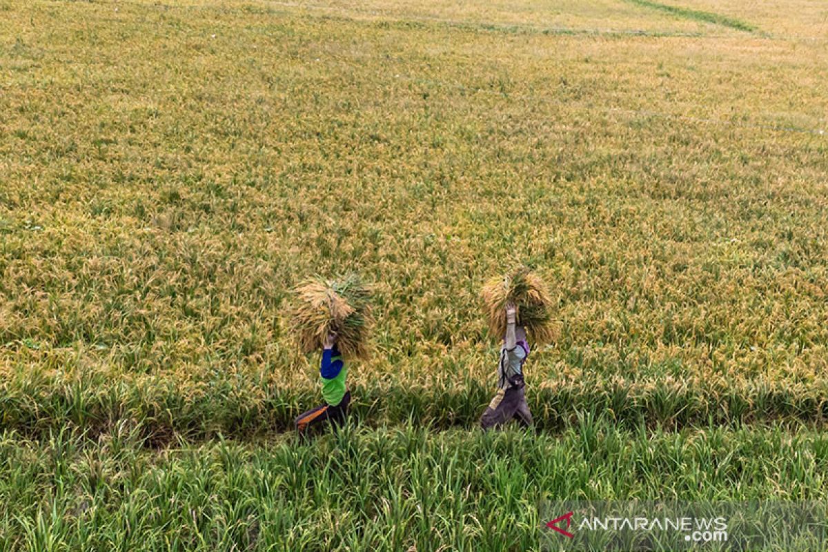 Upaya menghentikan alih fungsi lahan pertanian produktif