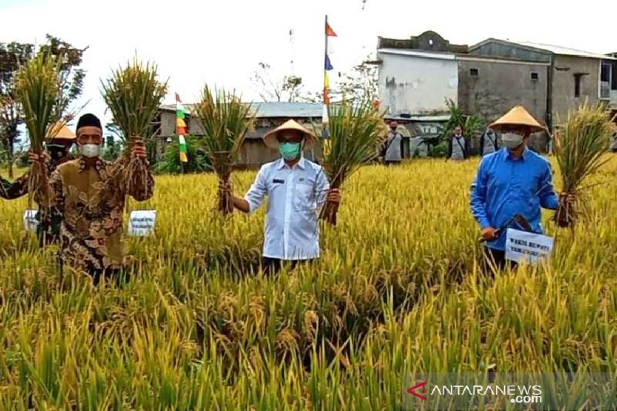 Temanggung kembangkan padi varietas inpari 32