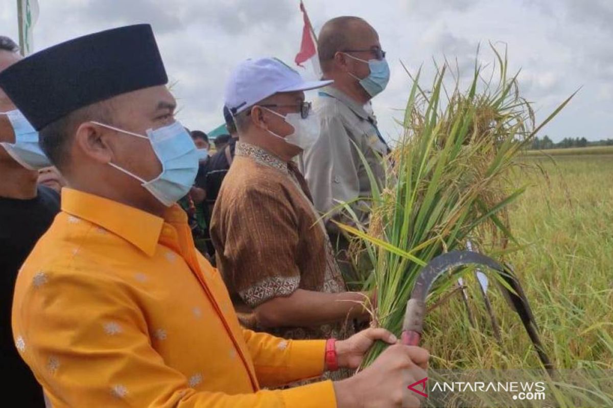 Padi lokal Ringkak Cundong Sambas hasilkan 8 ton per hektare