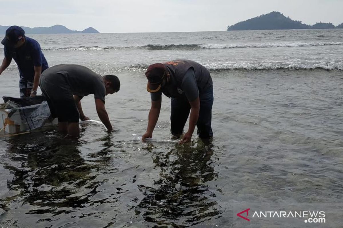 BKIPM dan Polres Tanjab lepasliarkan 401.408 benih lobster di Sumbar