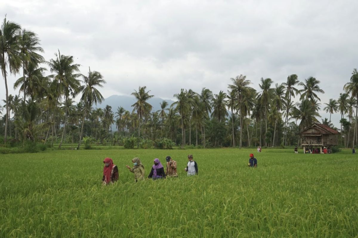 Sawah Mangaran Banyuwangi jadi spot foto instagenic milenial