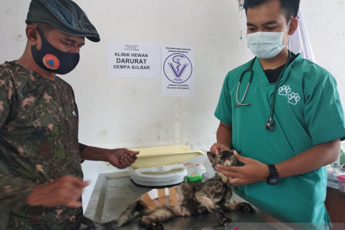 PDHI Sulselbar tangani 30 kucing terdampak gempa Sulbar