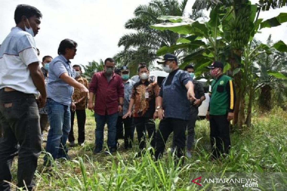 Pemprov Kepulauan Babel jadikan BBP Pelempang pusat pembibitan porang