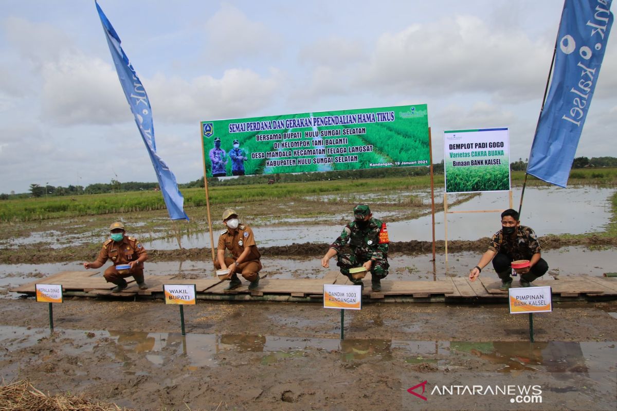 Wabup HSS semai perdana di lahan Poktan Balanti