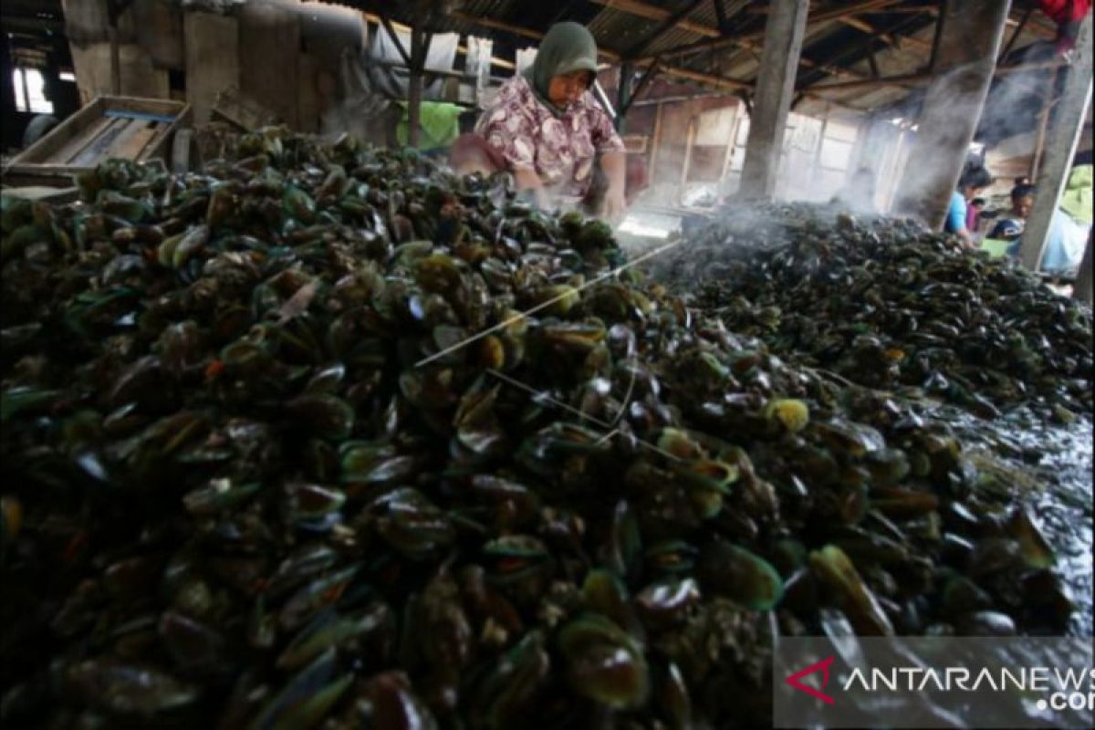 Sumpah Pemuda, 1.000 kg bibit kerang hijau ditebar di perairan Ancol