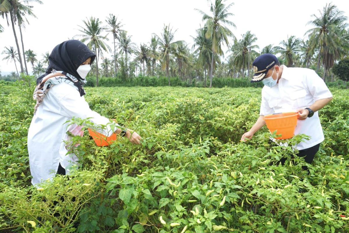 Gunakan pupuk organik, produktivitas tanaman cabai di Banyuwangi meningkat