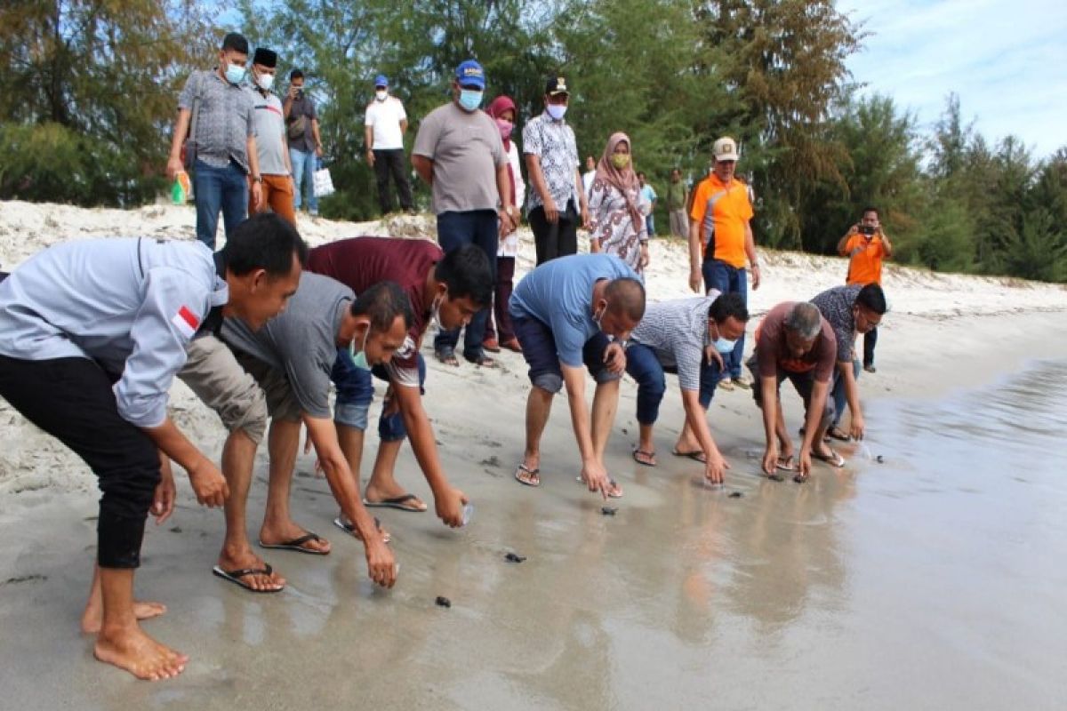 Dukung pelestarian penyu, Bupati Tapteng lepas 115 ekor penyu di pantai Binasi