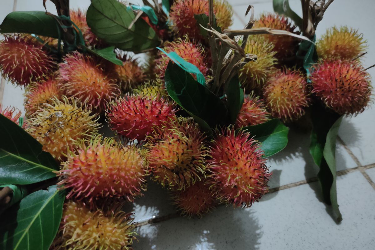 Harga buah rambutan di Banjarmasin masih mahal