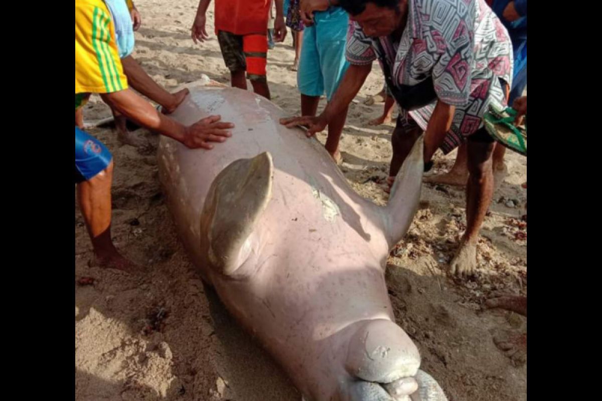 Ikan Duyung Kerbau ditemukan mati oleh nelayan di Lombok Tengah