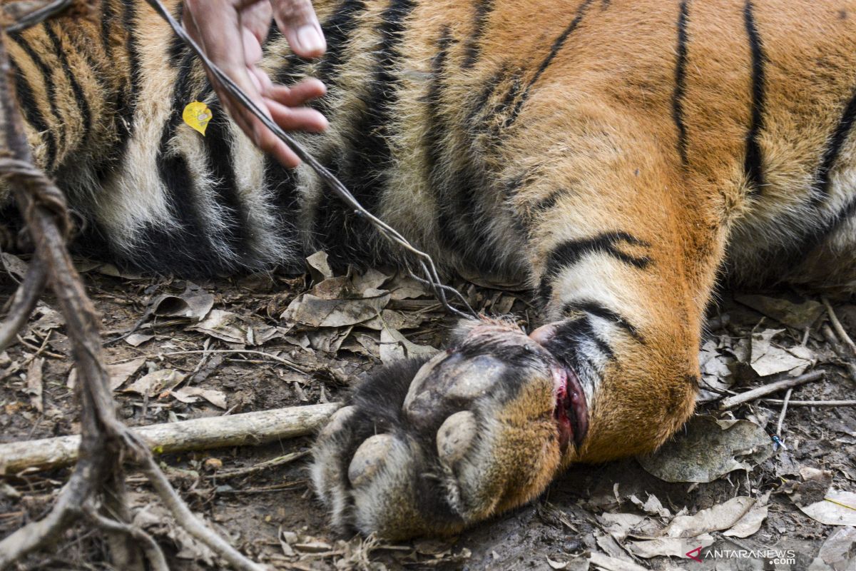 Aceh BKSDA releases Sumatran tiger cub to Mt Leuser National Park