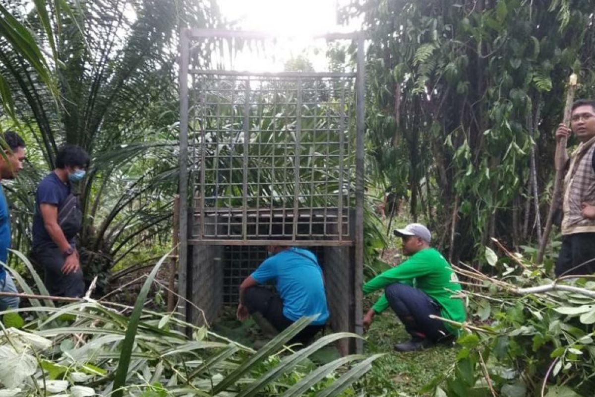 BBKSDA Sumut pun pasang perangkap harimau di Langkat