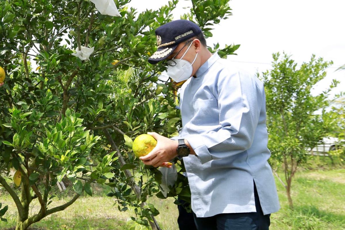 Petani Banyuwangi bersemangat kembangkan jeruk dekopon