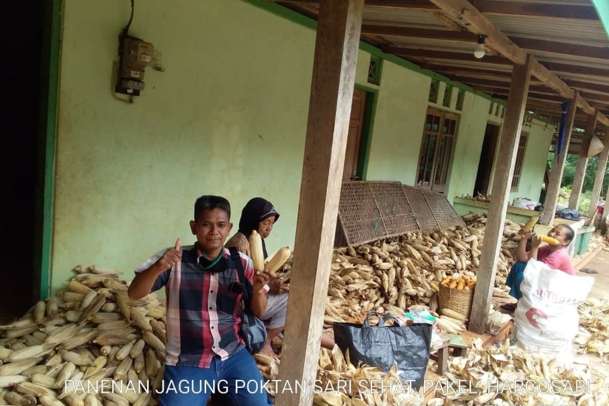 Petani Gunung Kidul mulai panen jagung seluas 47.198 hektare