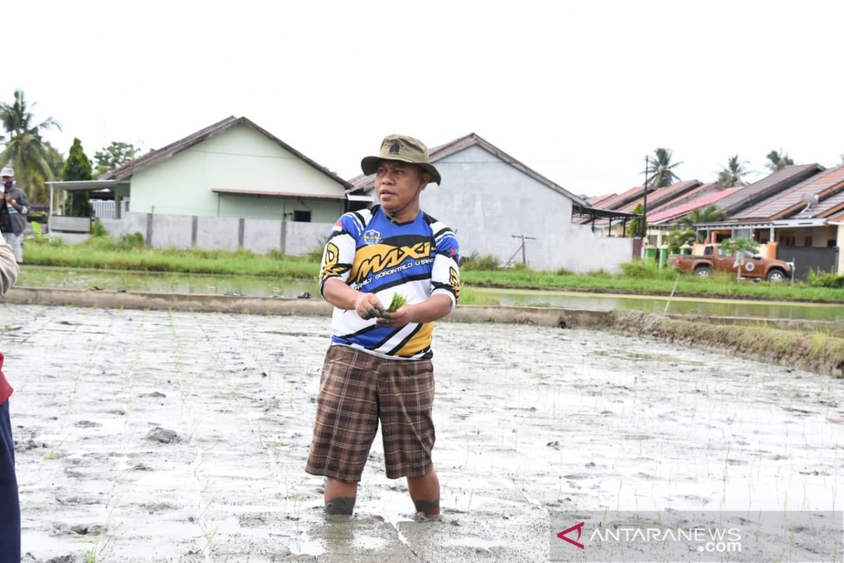 Pemkab Gorontalo Utara uji tanam benih padi varietas Inpari IR Nutrisi Zinc