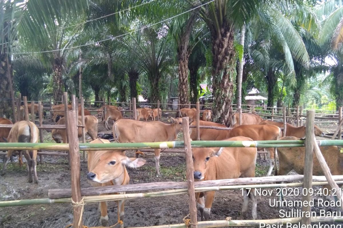 Pemkab Paser anggarkan Rp3 miliar untuk bantuan  ternak sapi